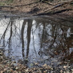 Projet de réhabilitation de la zone humide du Lac de Moyssac